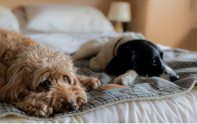 Dog blanket