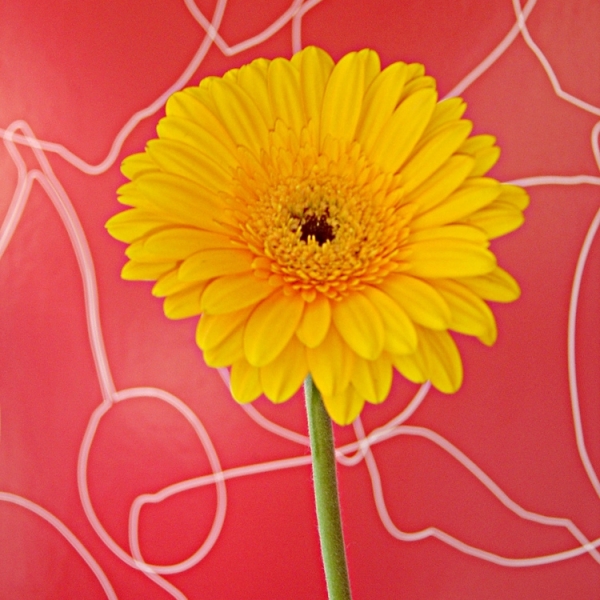 City centre juice and coffee bar on Pulteney Bridge, Bath