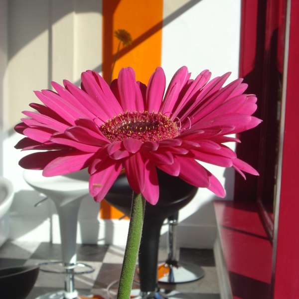 City centre juice and coffee bar on Pulteney Bridge, Bath