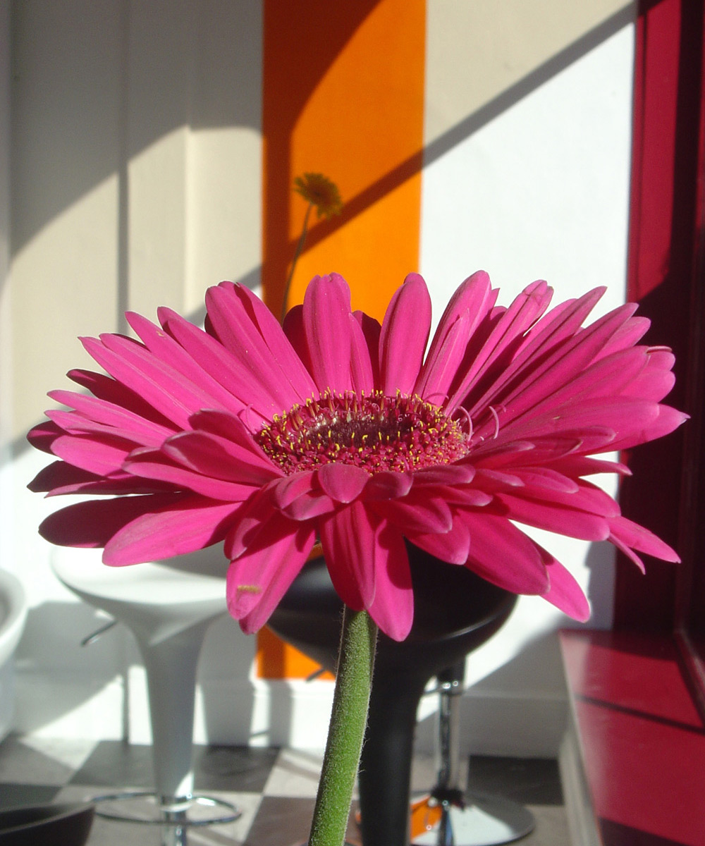 Juice bar, Bath